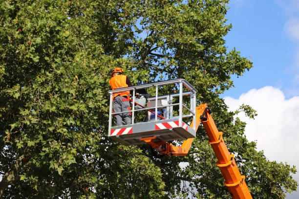 Trusted Madelia, MN Tree Removal and Landscaping Services Experts